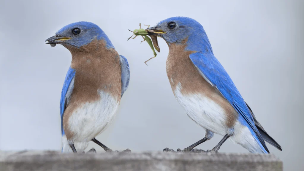 Coalition of 65+ Groups Urge EPA to Reform Bee- and Bird-Killing Pesticides