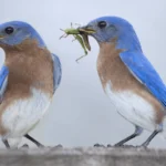 Coalition of 65+ Groups Urge EPA to Reform Bee- and Bird-Killing Pesticides