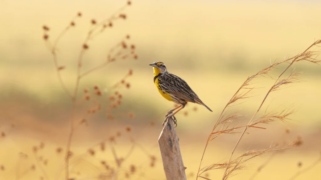 Eastern Meadowlark Tracking Project Will Reveal Key Insights About the Declining Songbird