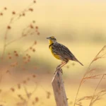 Eastern Meadowlark Tracking Project Will Reveal Key Insights About the Declining Songbird