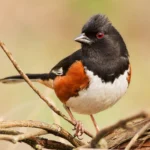 Eastern Towhee by Jayne Gulbrand, Shutterstock