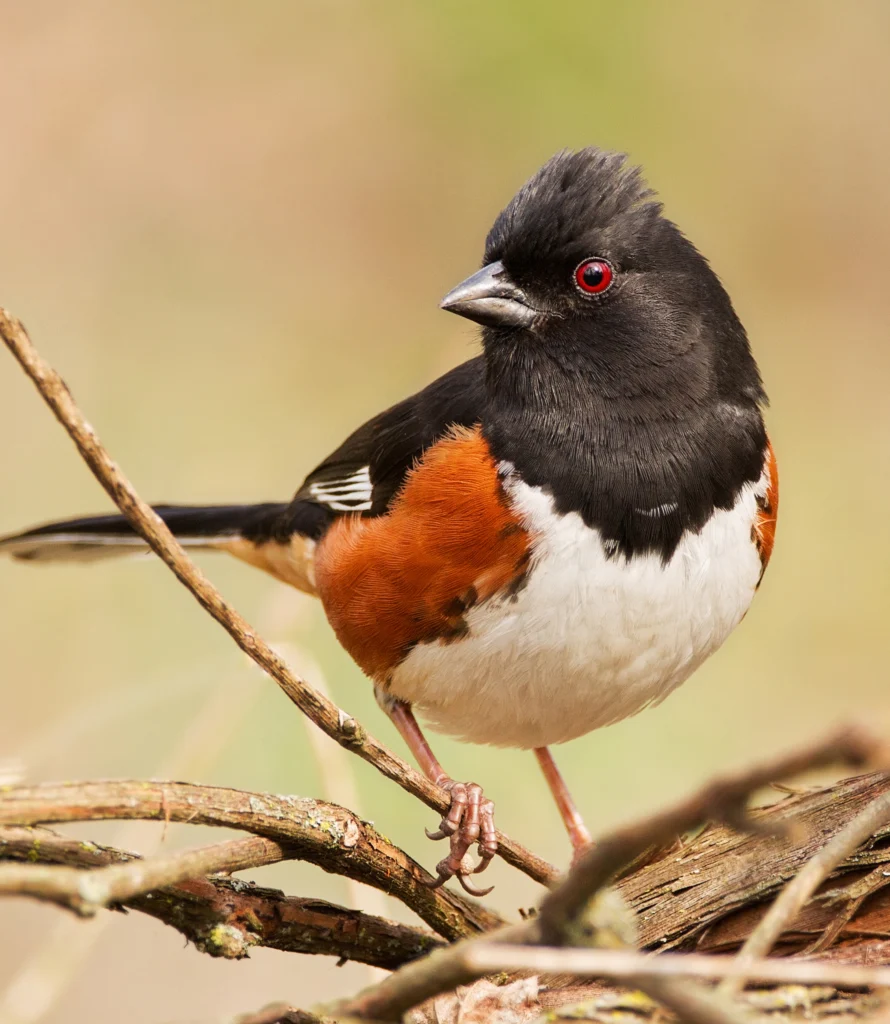 Eastern Towhee by Jayne Gulbrand, Shutterstock