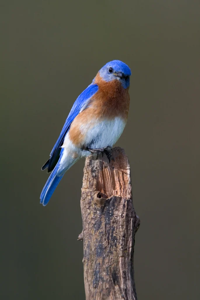 Eastern Bluebird. Photo by Gerald Marella, Shutterstock.