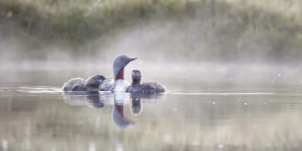 Red-throated Loon and chicks by Joshua Galicki.