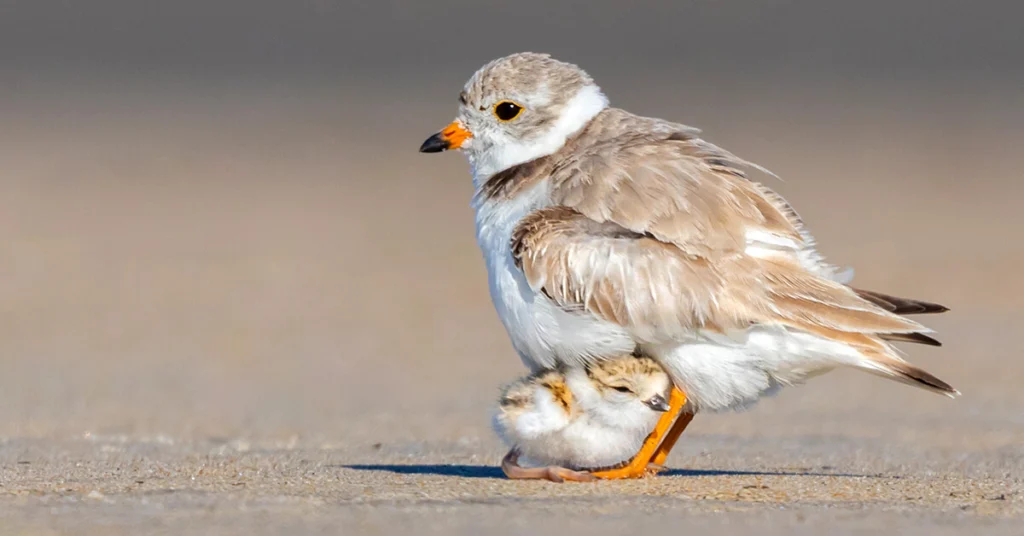 U.S. Senate Approves Bill to Reauthorize Funding for Migratory Bird Conservation