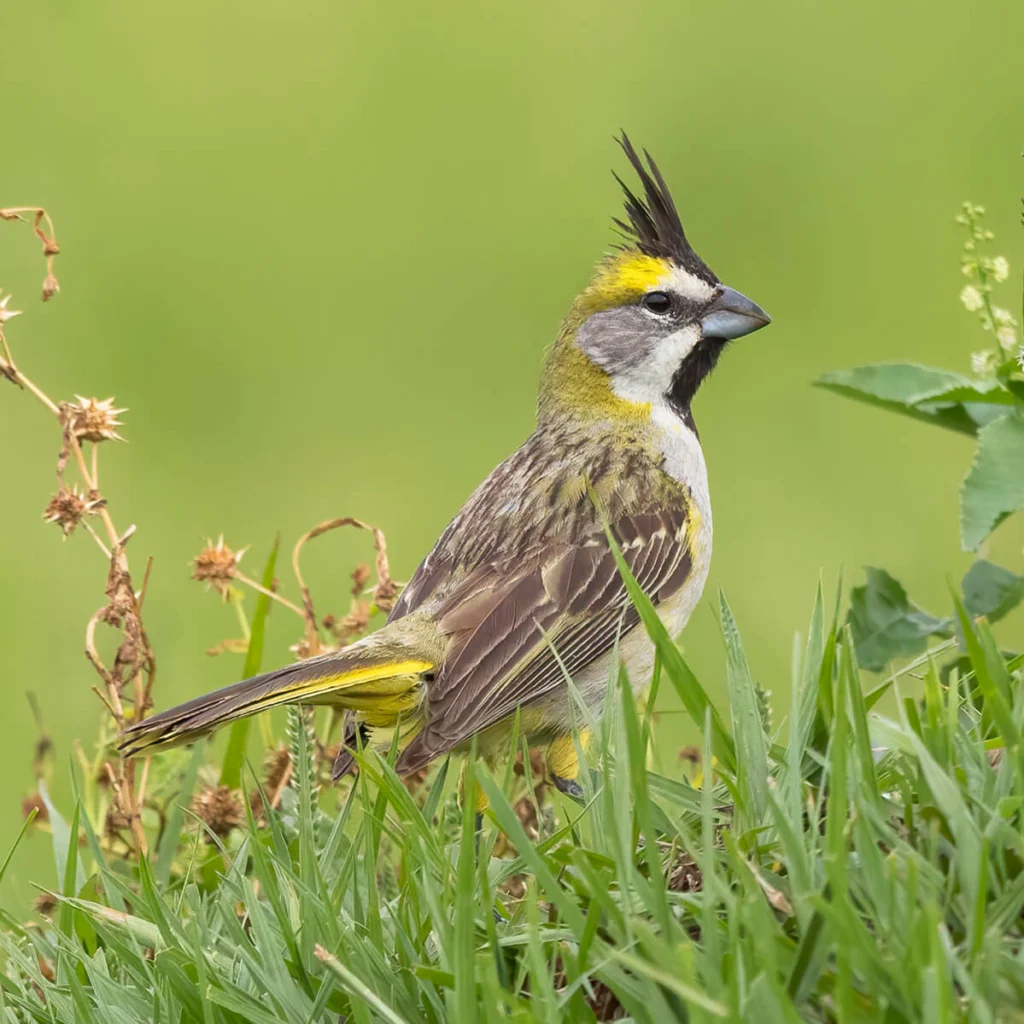 Yellow Cardinal female by Dubi Shapiro, Macaulay Library at the Cornell Lab of Ornithology