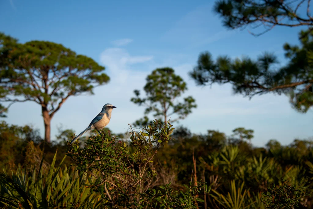 Florida Scrub-Jay in habitat. Photo by Ray Hennessy, Shutterstock.
