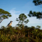 Florida Scrub-Jay in habitat. Photo by Ray Hennessy, Shutterstock.