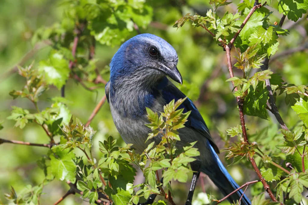Florida Scrub-Jay in brush. Photo by SteveByland, Shutterstock.