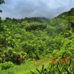 A forested landscape with rolling hills and clouds.