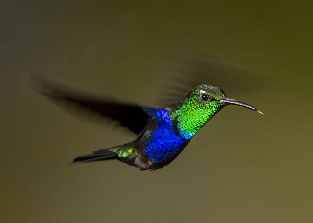 Fork-tailed Woodnymph in flight. Photo by Owen Deutsch.