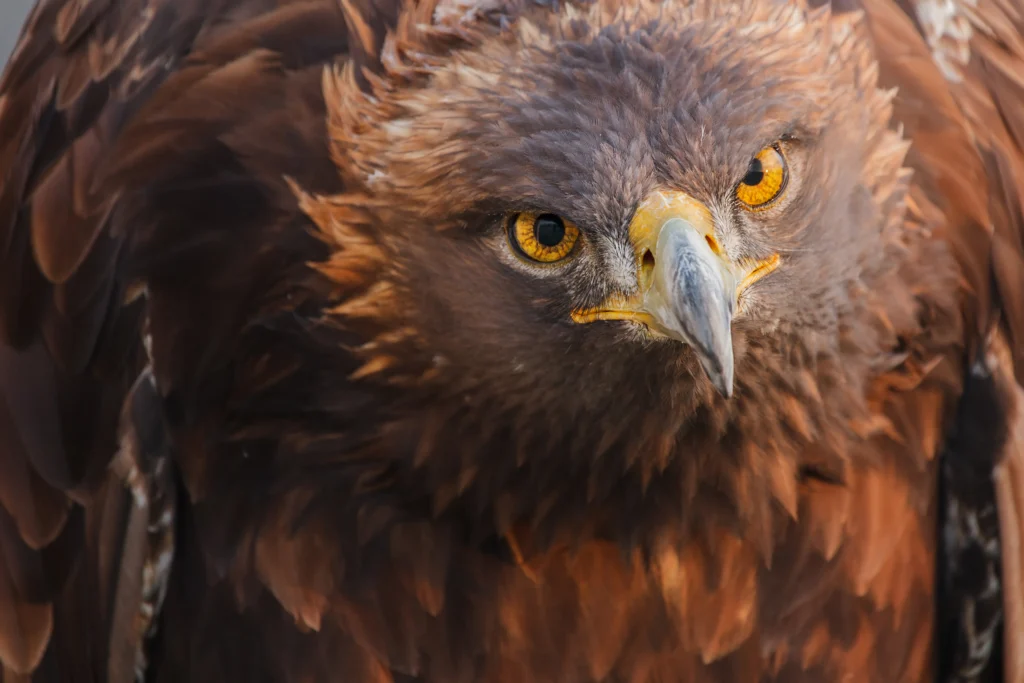 Golden Eagle close forward-facing shot. Photo by martellostudio, Shutterstock.