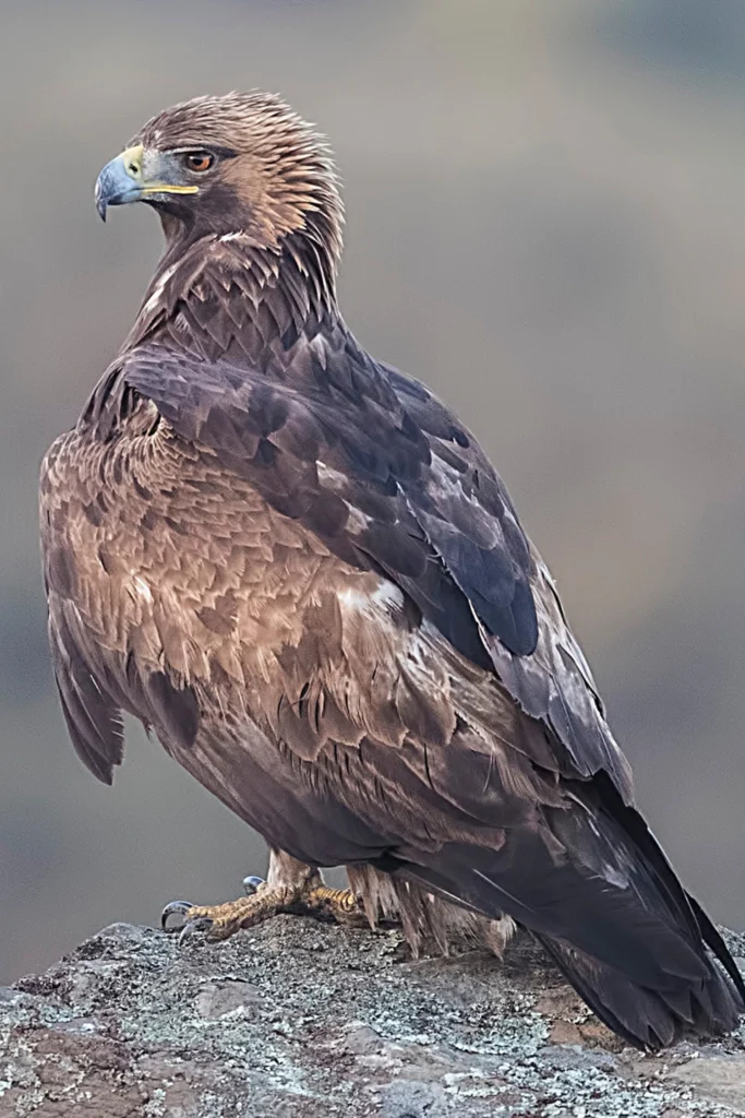 Golden Eagle perched on clif rock. Photo by Pascal De Munck, Shutterstock.