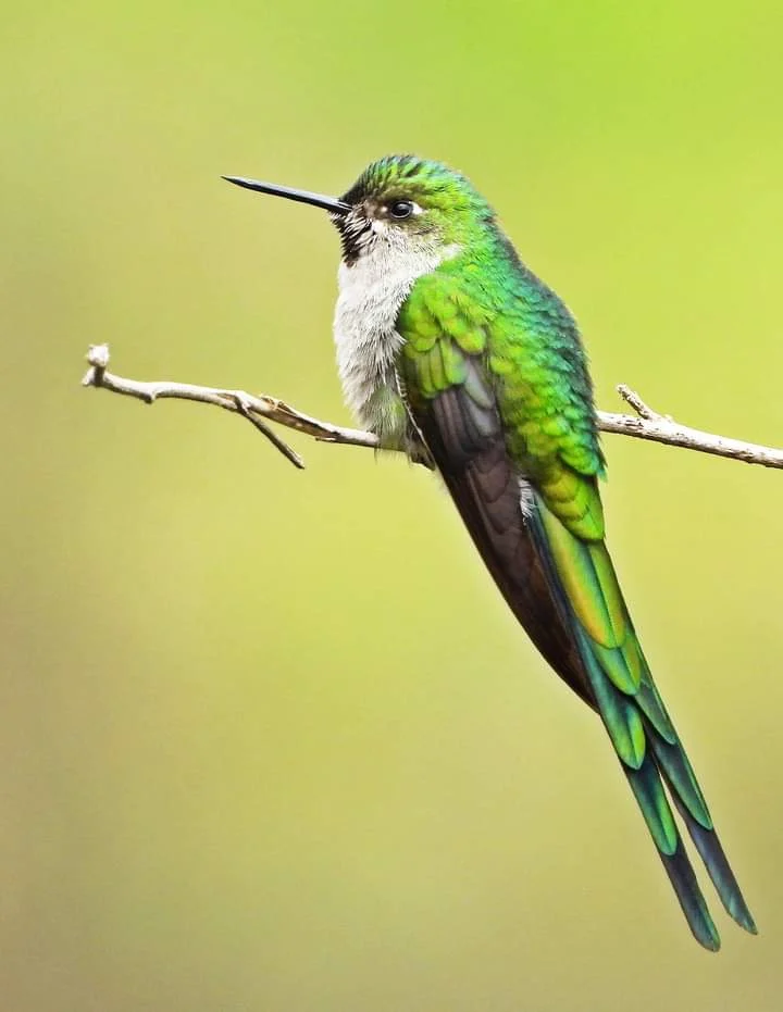 Gray-bellied Comet. Photo by Johansen Guevara Cohayla.