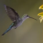 Gray-breasted Sabrewing in flight with flower to right. Photo by Owen Deutsch.