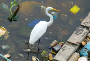 A great egret surrounded by trash in polluted water.