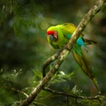 A Great Green Macaw perches on a branch.