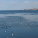 Stepping Up for Birds — and Habitat