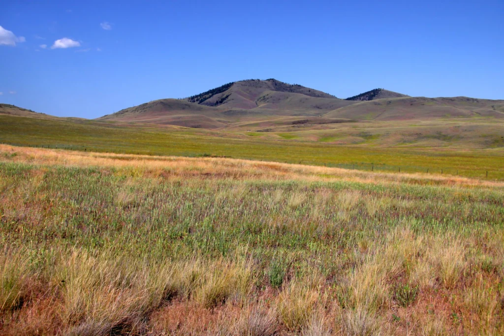 Greater Sage-Grouse need large tracts of sagebrush steppe of the western U.S. and Canada, but that habitat is being fragmented and disappearing.