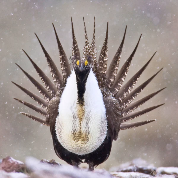 Greater Sage-Grouse display by Noppadol Paothong