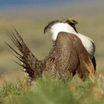 Greater Sage Grouse male. Photo by Tom Reichner.