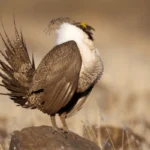 ABC works to conserve the Greater Sage-Grouse, an icon of the American West’s vanishing sagebrush steppe.