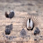 Oil and Gas Leasing on Public Lands: American Bird Conservancy Emphasizes Risk to Greater Sage-Grouse