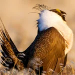 Groups Say BLM's Proposed Mining Withdrawal Not Enough to Save Declining Sage-Grouse