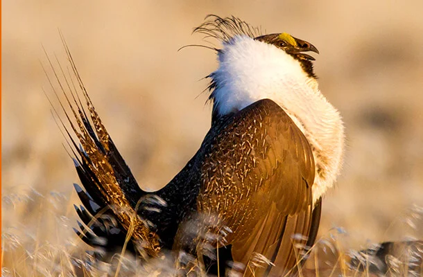 Groups Say BLM's Proposed Mining Withdrawal Not Enough to Save Declining Sage-Grouse