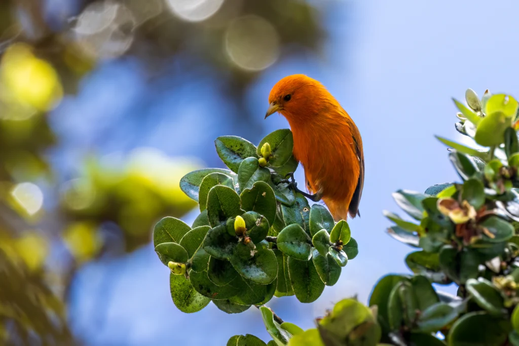 Hawai‘i ʻĀkepa male in tree. Photo by Krista Hinman, Macaulay Library at the Cornell Lab of Ornithology.