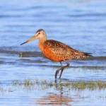 Hudsonian Godwit. Photo by Greg Homel, Natural Elements Productions.