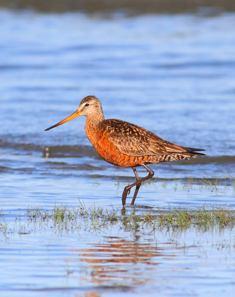 Hudsonian Godwit. Photo by Greg Homel, Natural Elements Productions.