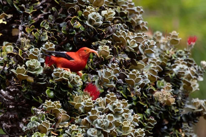 'I'iwi perched in thicket of tree. Photo by James Petruzzi.