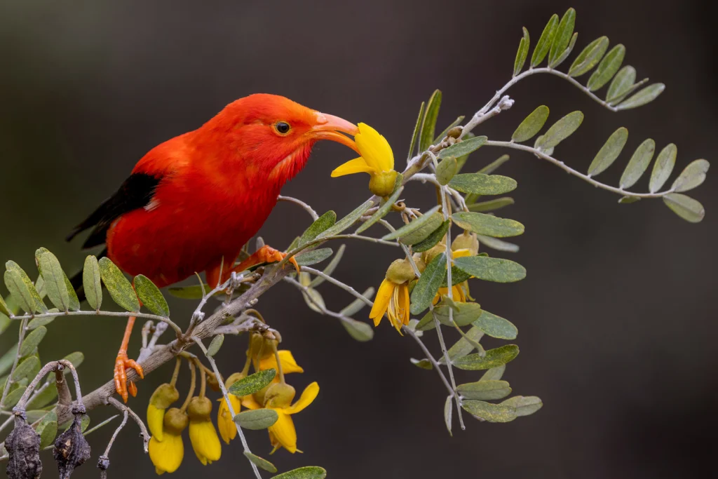 This image shows a brilliantly colored 'i'iwi, or scarlet honeycreeper, as it forages in māmane shrubs. This individual is using its beak to pries open the yellow flowers to get at the nectar.