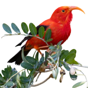 'I'iwi (a brigh red bird) sits on a plant
