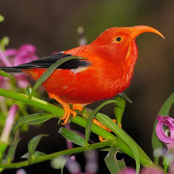 'I'iwi on thick flower stem. Photo by Jim Denny.