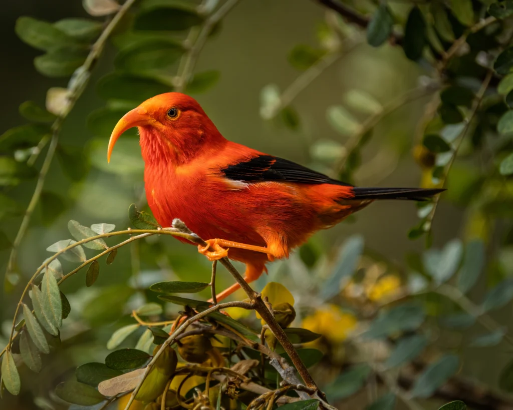 'I'iwi perched on thin branch. Photo by Kaai Cobb-Adams, Shutterstock.