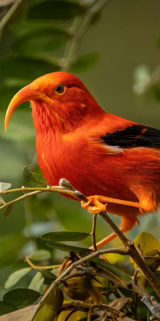 'I'iwi. Photo by Kaai Cobb-Adams, Shutterstock.