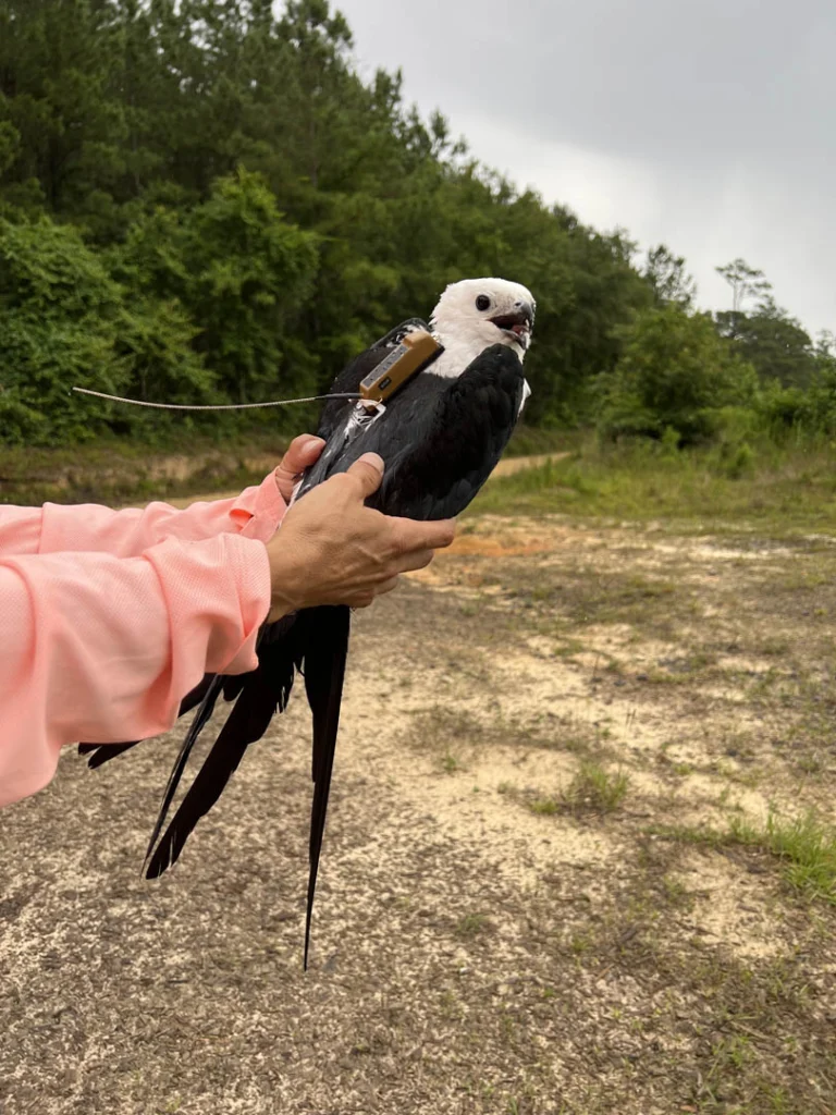 Experts from ABC and our partners work throughout the Americas to conserve birds and their habitats.