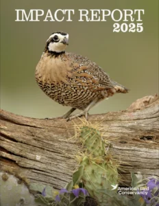 The cover of the 2025 Impact Report with graphic text and a bird standing on a piece of wood.