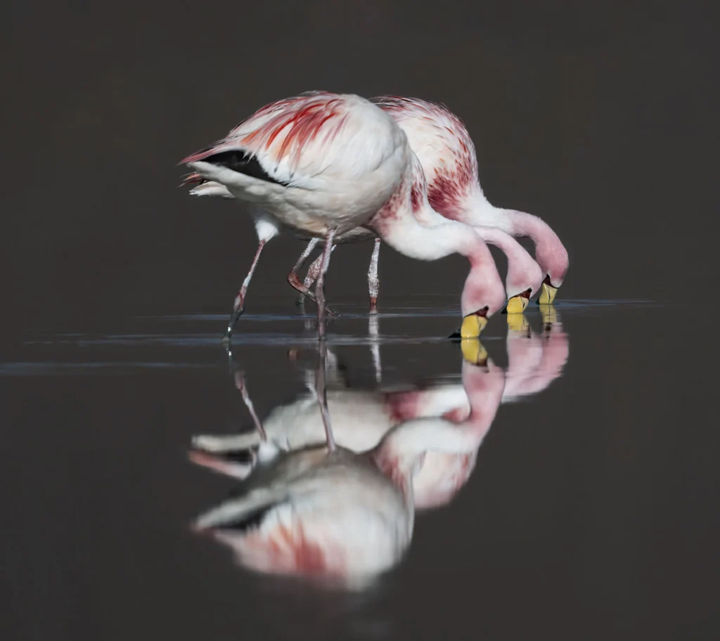 James's Flamingos with beaks in water. Photo by Owen Deutsch.