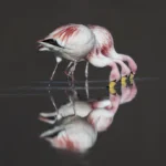 James's Flamingos with beaks in water. Photo by Owen Deutsch.