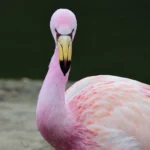 James's Flamingo forward facing portrait by Tom Meaker, Shutterstock