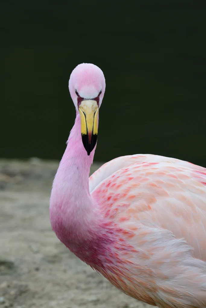 James's Flamingo forward facing portrait by Tom Meaker, Shutterstock