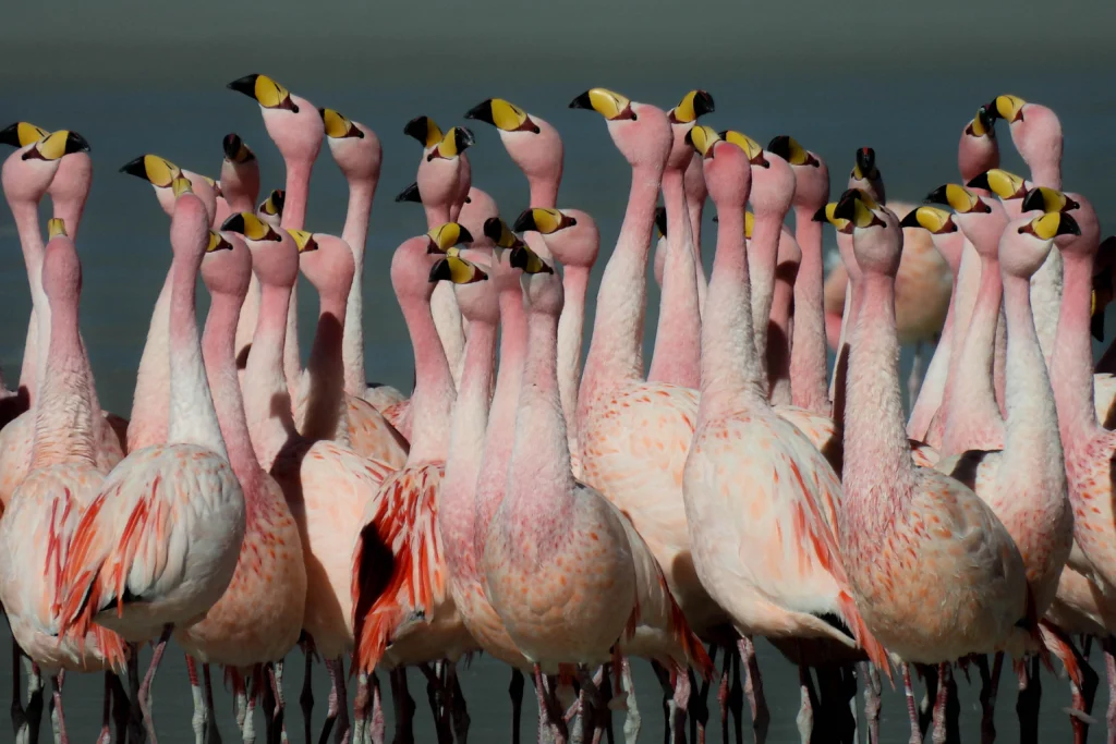 James's Flamingos in tight flock with heads up. Photo by Diego Del Carpio, Macaulay Library at the Cornell Lab of Ornithology