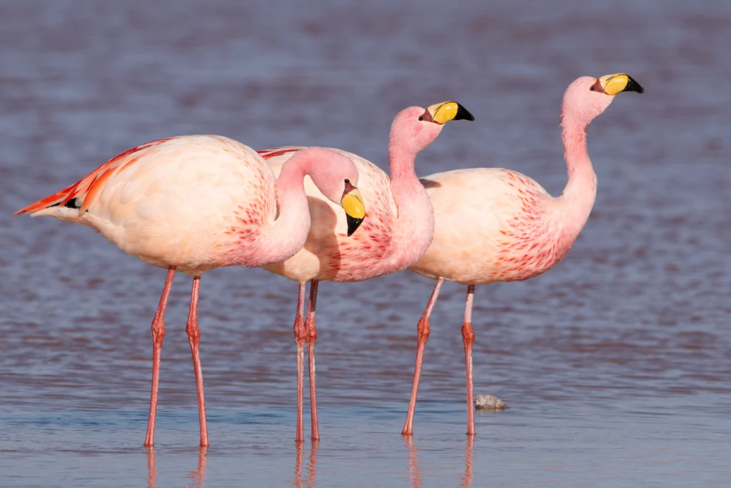 James's Flamingos wading in shallow water. Photo by Radoslaw Czajkowski, Shutterstock.