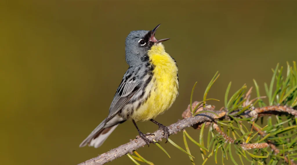 A Kirtland’s Warbler sings from a pine branch. The Kirtland’s Warbler has a yellow belly and neck, blue-gray back, and black- and light gray-flecked wings.