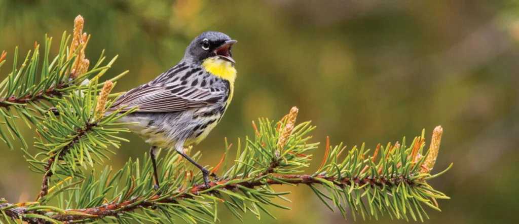 ABC Birding: Kirtland's Warbler Management Areas, Michigan
