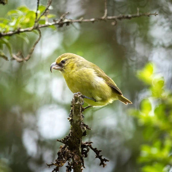 Kiwikiu in Waikamoi Forest Preserve Maui by Zach Pezzillo