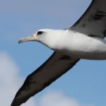 Laysan Albatross in flight. Photo by Sophie Webb.